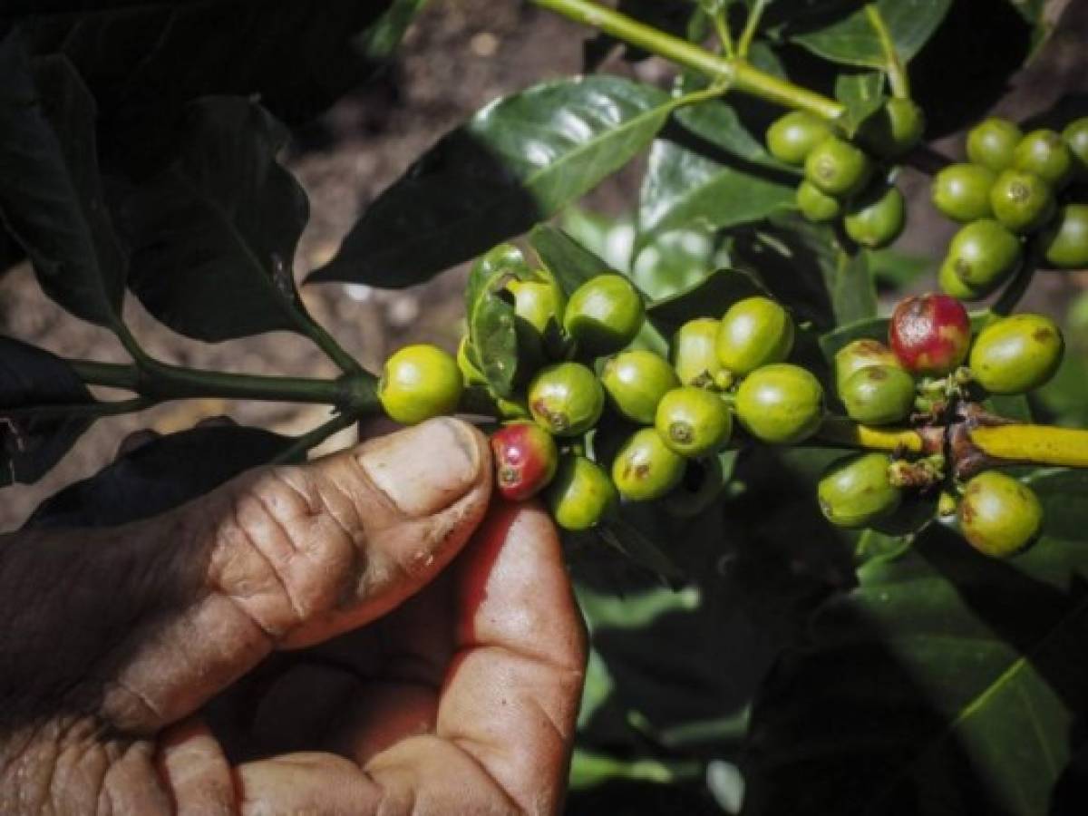 Cae precio del café por aumento de exportaciones brasileñas