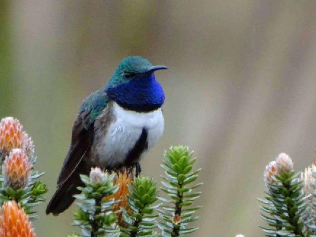 Ecuador deslumbra con el hallazgo de nueva especie de colibrí