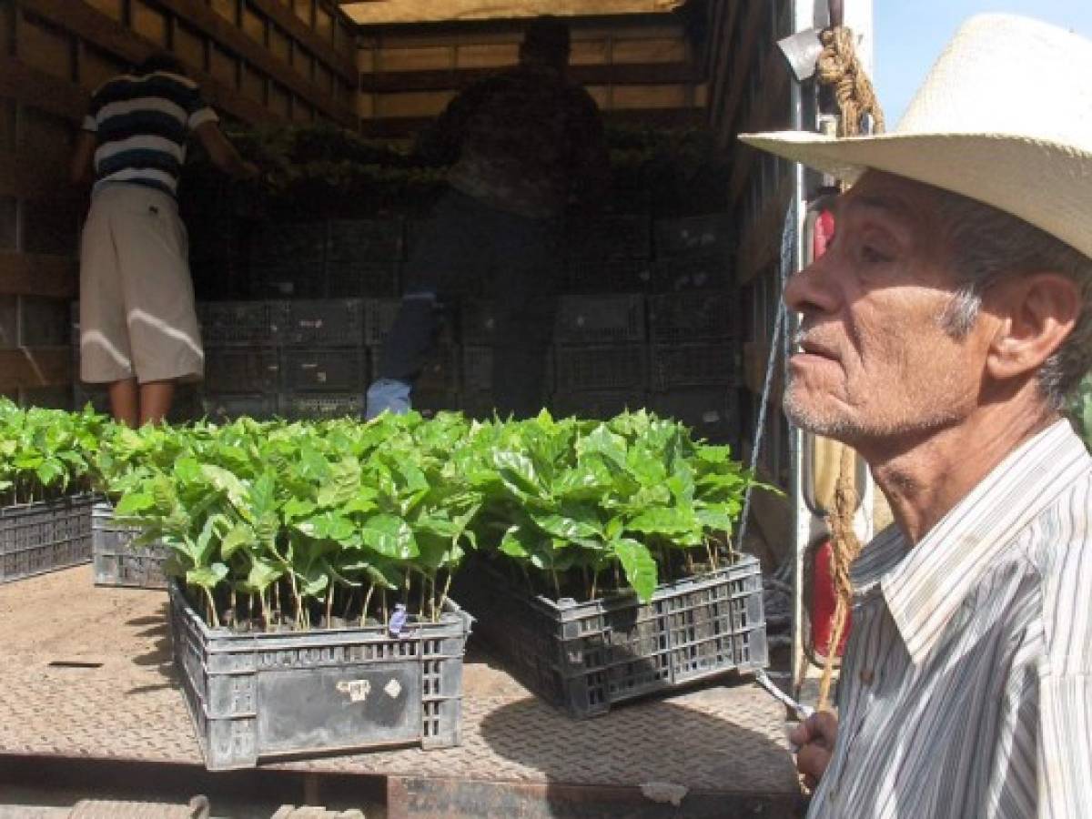 Nestlé apoya a caficultores salvadoreños en plan contra la roya