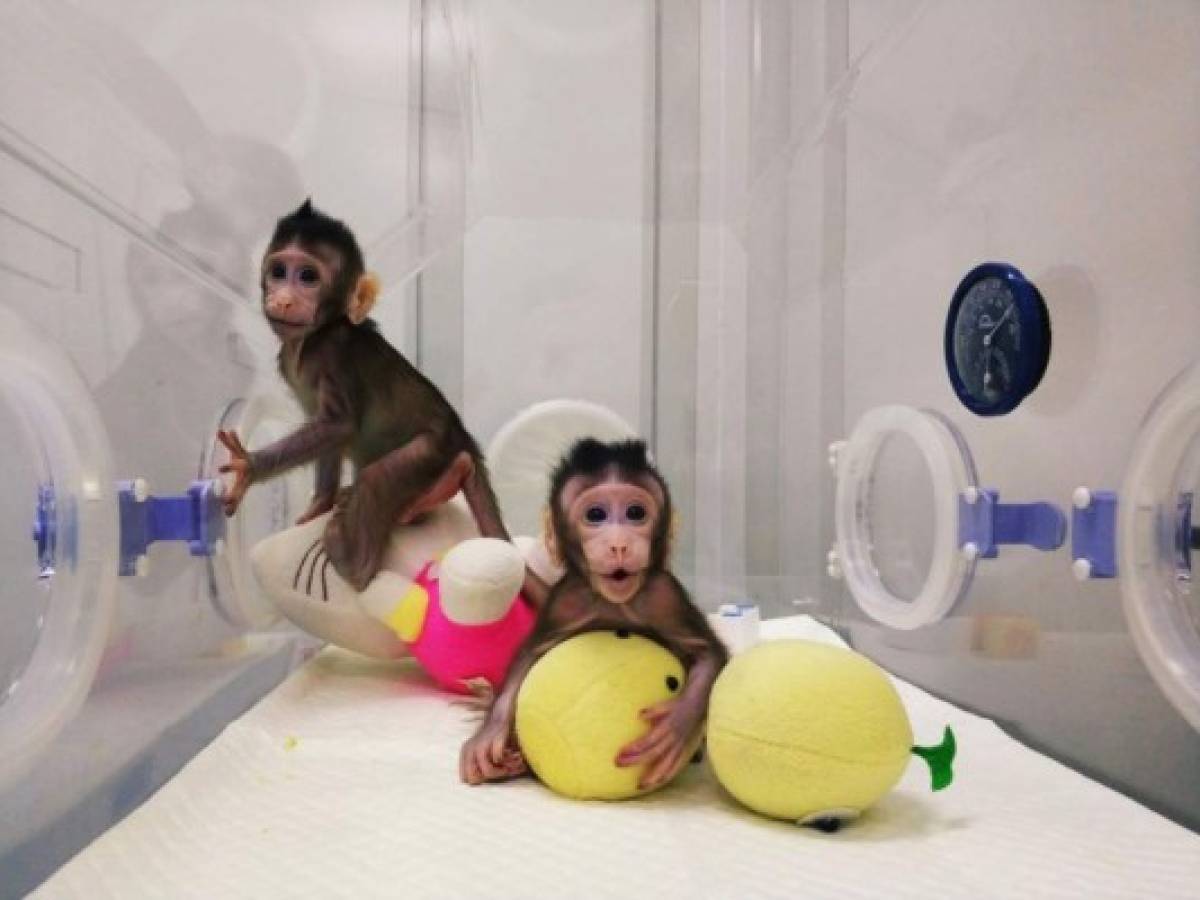 Nacen los primeros monos clonados con la técnica de la oveja Dolly
