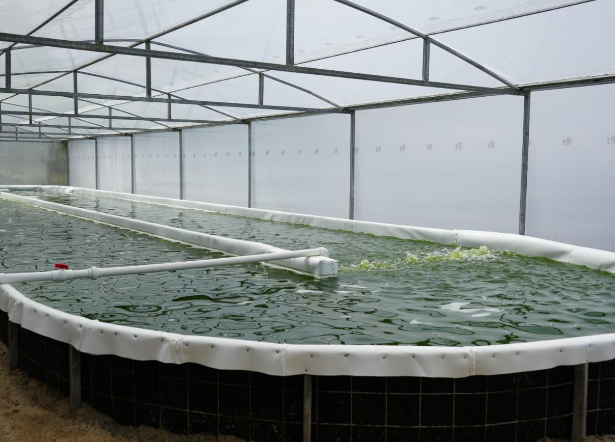 Microalgas ticas transforman el agro y aumentan las cosechas en hasta un 30 %