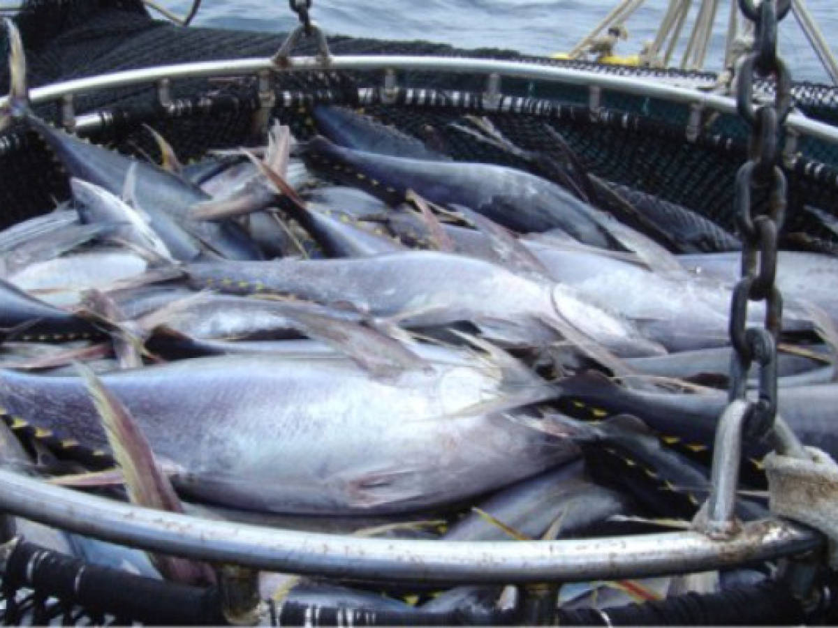 Pescadores costarricenses piden moratoria para atún
