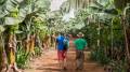 La compañía, que empleaba a más de 6.000 personas en la localidad de Changuinola, en la provincia caribeña de Bocas del Toro, fronteriza con Costa Rica, ya ha había despedido a unos 5.000 trabajadores. Foto de iStock