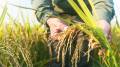 La “Ruta del Arroz”, impulsada por el presidente Rodrigo Chaves desde agosto de 2022 ha afectado al sector productor costarricense. Foto de iStock