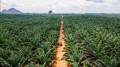 Aceite de palma aportó más de US$1.600 millones a la economía de Guatemala en 2023