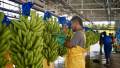 <i>En junio, las exportaciones de banano de Panamá alcanzaron US$17.1 millones, superando incluso el mejor registro mensual observado antes de la paralización laboral de 2025, correspondiente a marzo, cuando se alcanzaron US$16.4 millones. Foto de cortesía</i>