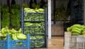 En 2025, el volumen de las exportaciones de banano ha disminuido por efectos climáticos, pero no por la sustitución del banano de Costa Rica. Foto de EFE