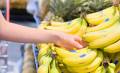 Chiquita Panamá explotaba miles de hectáreas en la provincia occidental de Bocas del Toro a través de una concesión, pero cerró el negocio y despidió a cerca de 6.500 trabajadores. Foto de iStock