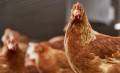 FAO reporta reaparición de influenza aviar de alta patogenicidad en Latinoamérica