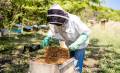 Producción de miel ayuda a comunidad de Costa Rica y conquista mercados