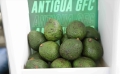 Datos de la Unidad de Inteligencia de Mercados de AGEXPORT informan que Guatemala exportó US$16 millones en aguacate en 2024, duplicando el volumen respecto a 2018. Foto de cortesía