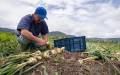 Según la Encuesta Continua de Empleo del INEC, en el último trimestre del año pasado se perdieron hasta 23.000 puestos de trabajo en el sector agropecuario de Costa Rica. Foto de iStock