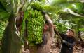 Los trabajadores bananeros mantienen un paro de labores en exigencia de que se derogue la ley 464 que reforma la Caja de Seguro Social. Foto de iStock