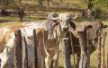 <i>La presencia del gusano barrenador en animales fue detectada en Honduras en septiembre de 2024, lo que llevó a las autoridades a declarar una emergencia sanitaria. FOTO @AgriculturaSV</i>