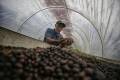 <i>Fotografía del 10 de marzo de 2025 del caficultor hondureño Juan David Chávez revisando granos de café en una secadora solar, en la aldea Florida en el municipio de Márcala (Honduras). EFE/ Gustavo Amador</i>