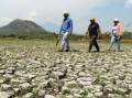 La sequía amenaza cosechas, precios de alimentos y seguridad alimentaria. (Foto:Archivo)