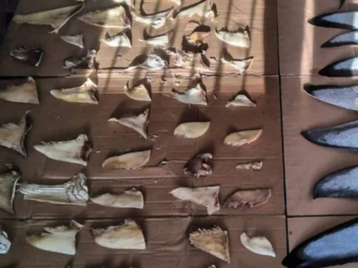 Panamá: incautan seis toneladas de aletas de tiburón