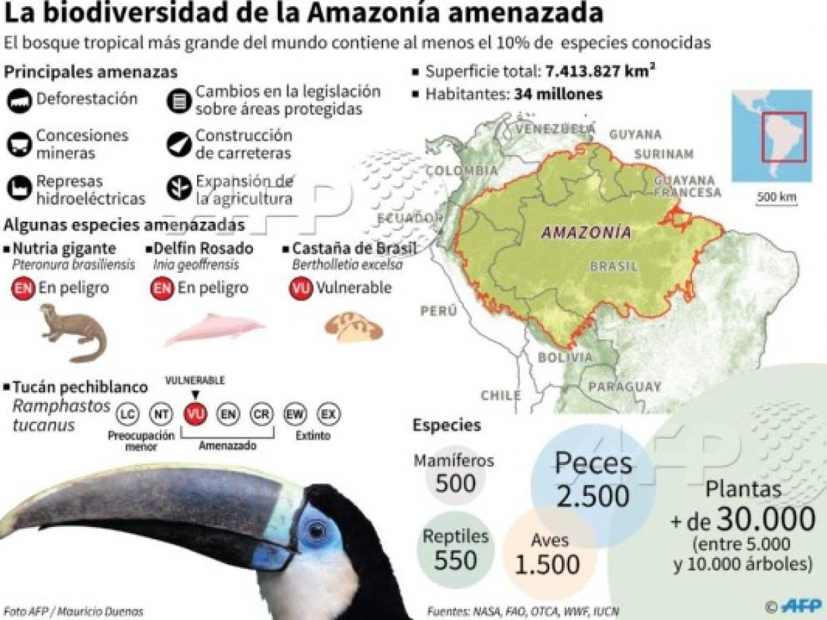 Brasil: Incendios en el Amazonas continúan a pesar de prohibición de quemas