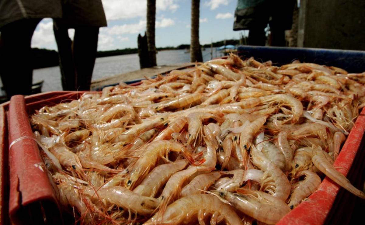 <i>Hasta febrero de 2026, las exportaciones de Panamá alcanzaron los US$132,2 millones, lo que representa una disminución de US$22,5 millones. Foto de iStock</i>