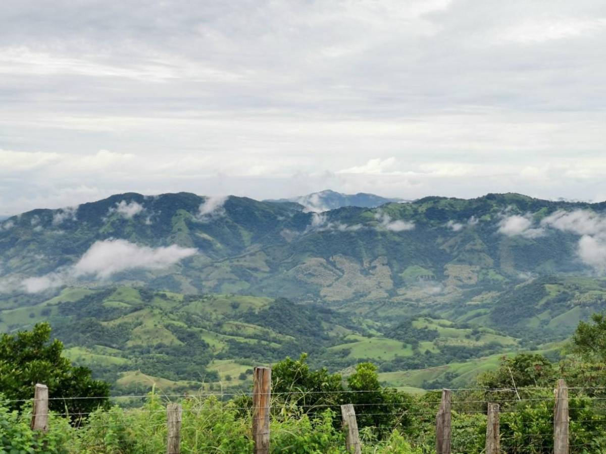 Buscan impulsar conservación y uso sostenible de bosques secundarios en Costa Rica