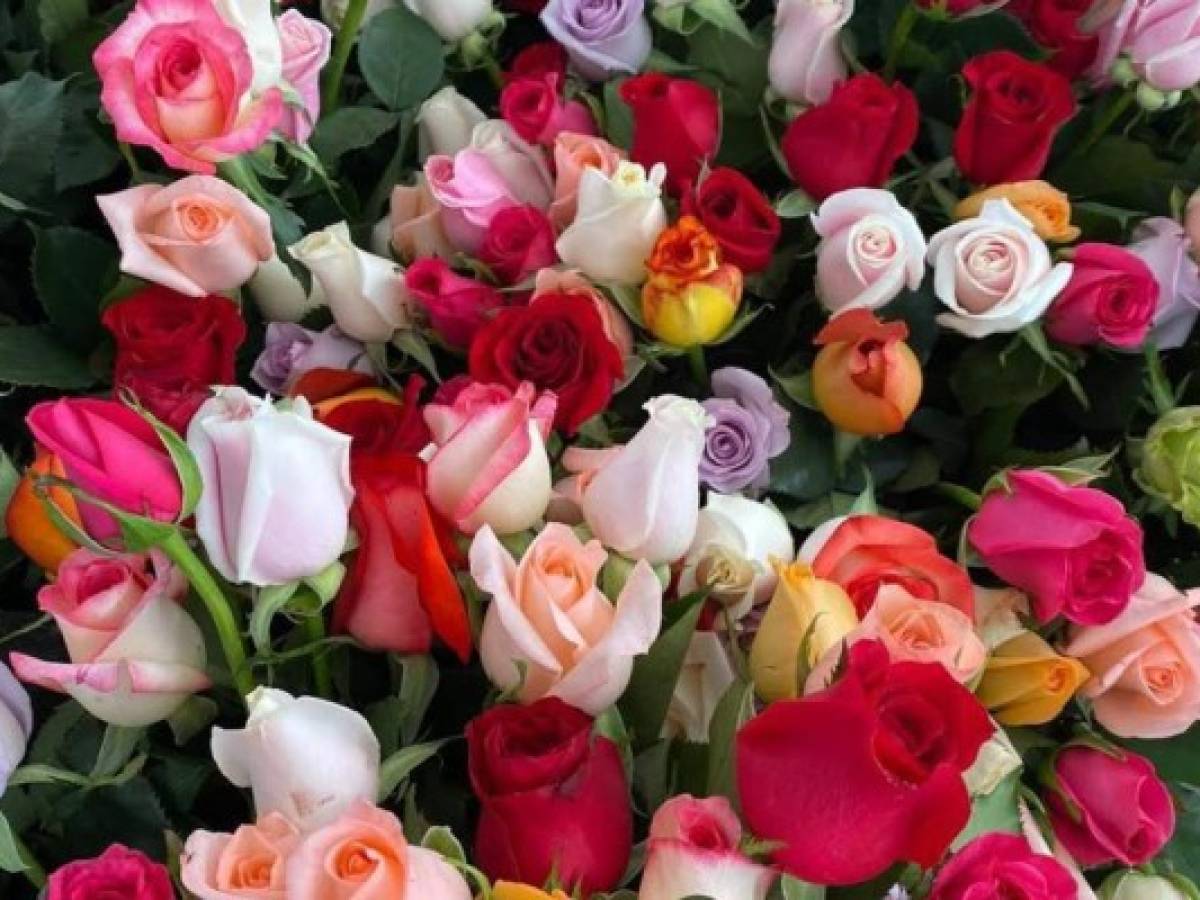 Guatemala se alista para la temporada alta de flores de exportación