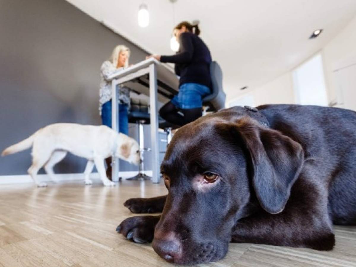 ¿Mascotas en la oficina? Llegan las oficinas 'pet friendly'