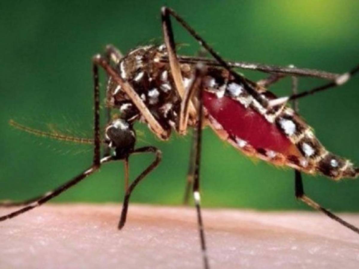 Virus chikunguña avanza en América: 10.845 casos