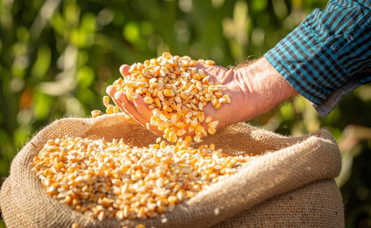 <i>El precio de los cereales cayó un 3,5 % con respecto a mayo, debido a la caída de los precios internacionales del maíz y el trigo. Foto de iStock</i>