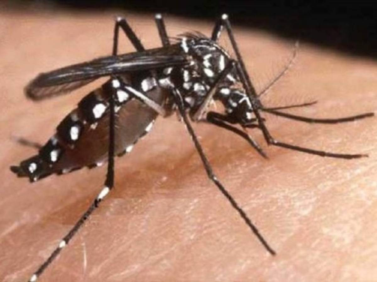Guatemala declara alerta epidemiológica por chikungunya