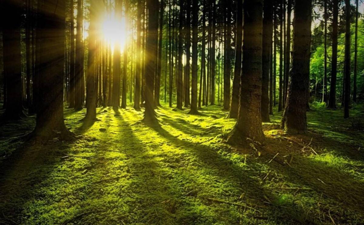 <i>Los bosques de Costa Rica desempeñan un papel fundamental en la mitigación del cambio climático. Foto de iStock</i>