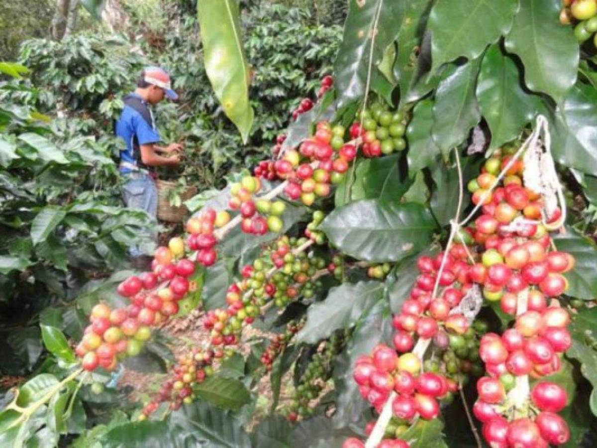 Honduras es el sexto exportador de café del mundo