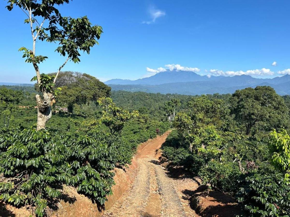 Finca Hojarales de Guatemala se distingue entre la élite mundial del café