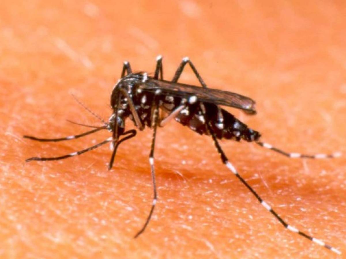 Está más cerca la vacuna del dengue