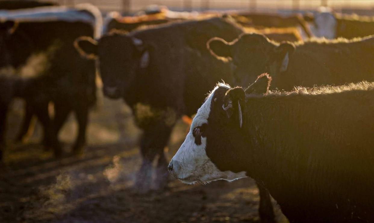<i>La producción de carne continúa siendo la principal actividad, al concentrar el 65,3 % del total de animales, equivalente a 974.806 cabezas. Foto de iStock</i>