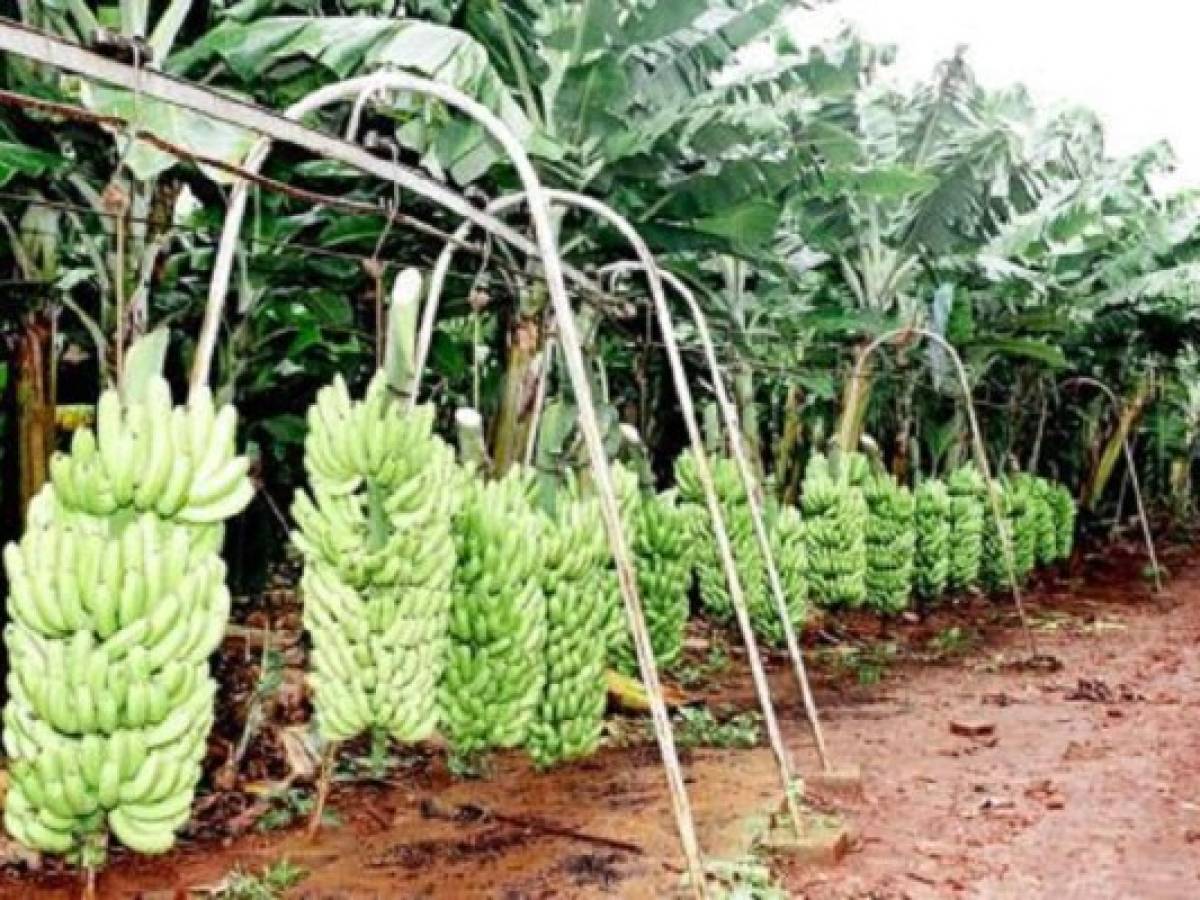 Costa Rica indemnizará afectados por agroquímico Nemagón