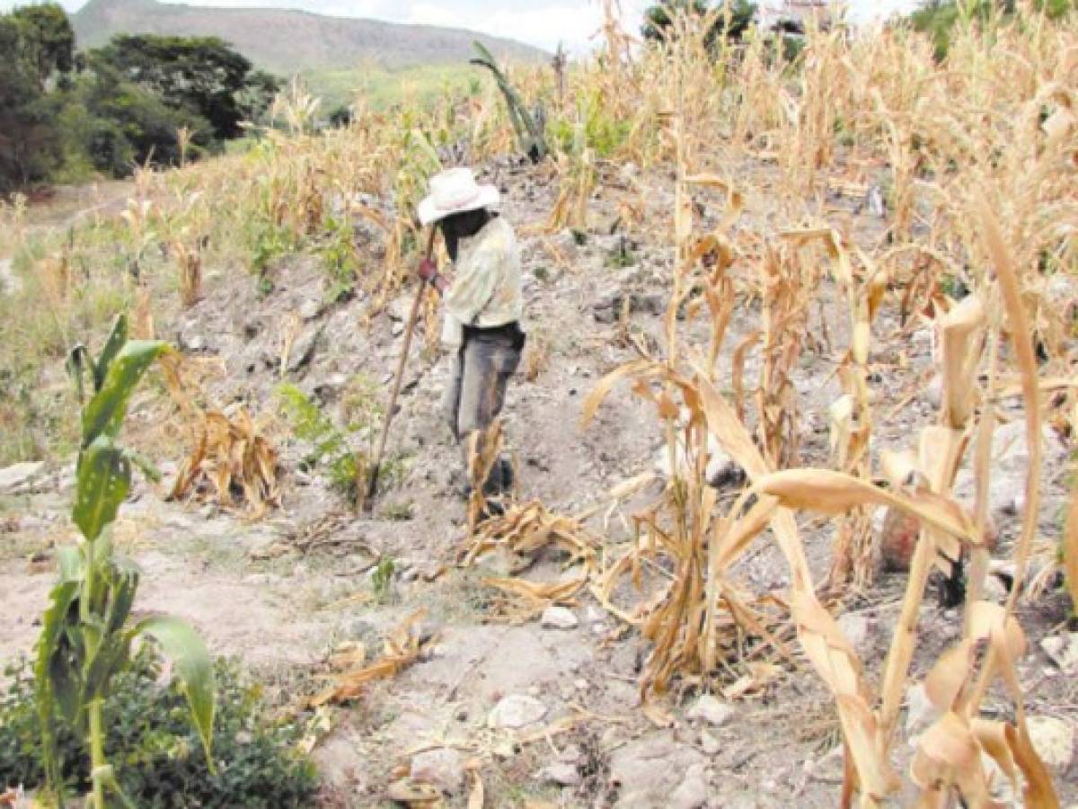 El Salvador, productores en alerta por posible sequía