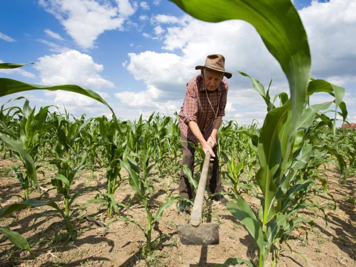 FAO llama a la integración para fortalecer la agricultura familiar en Latinoamérica