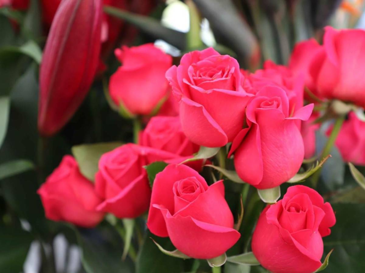 Rosas de Guatemala viajan para conquistar corazones en Día de San Valentín