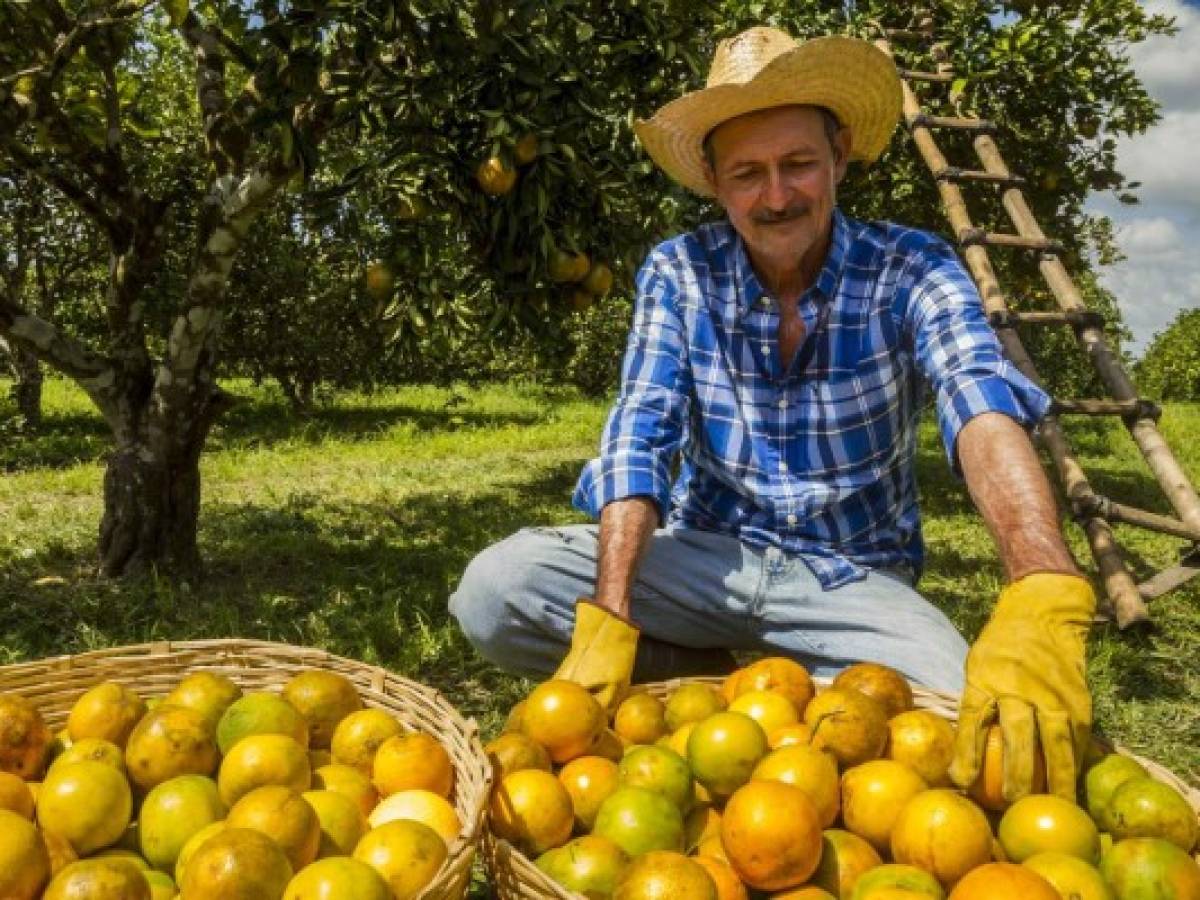 Honduras: Inicia la cosecha de naranja