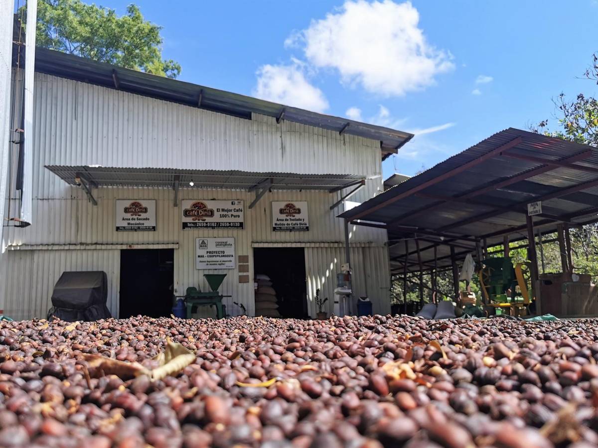 Exportaciones de ‘Café de especialidad’ de Costa Rica llegan a nuevos mercados