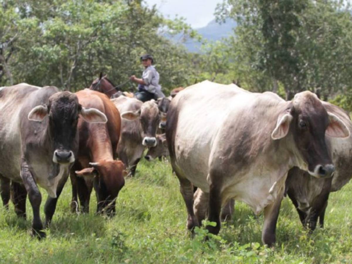 Sector cárnico nica pide reciprocidad contra cierre hondureño