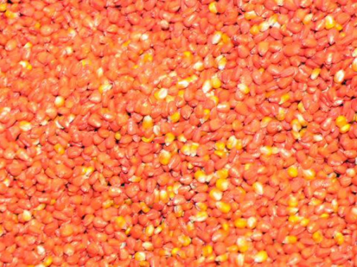 Francia prohíbe el cultivo de maíz transgénico Monsanto MON 810