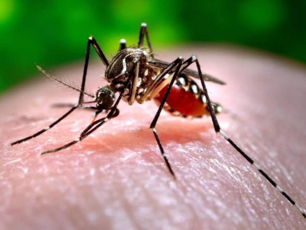 Venezuela asediada por dengue, malaria y chikungunya
