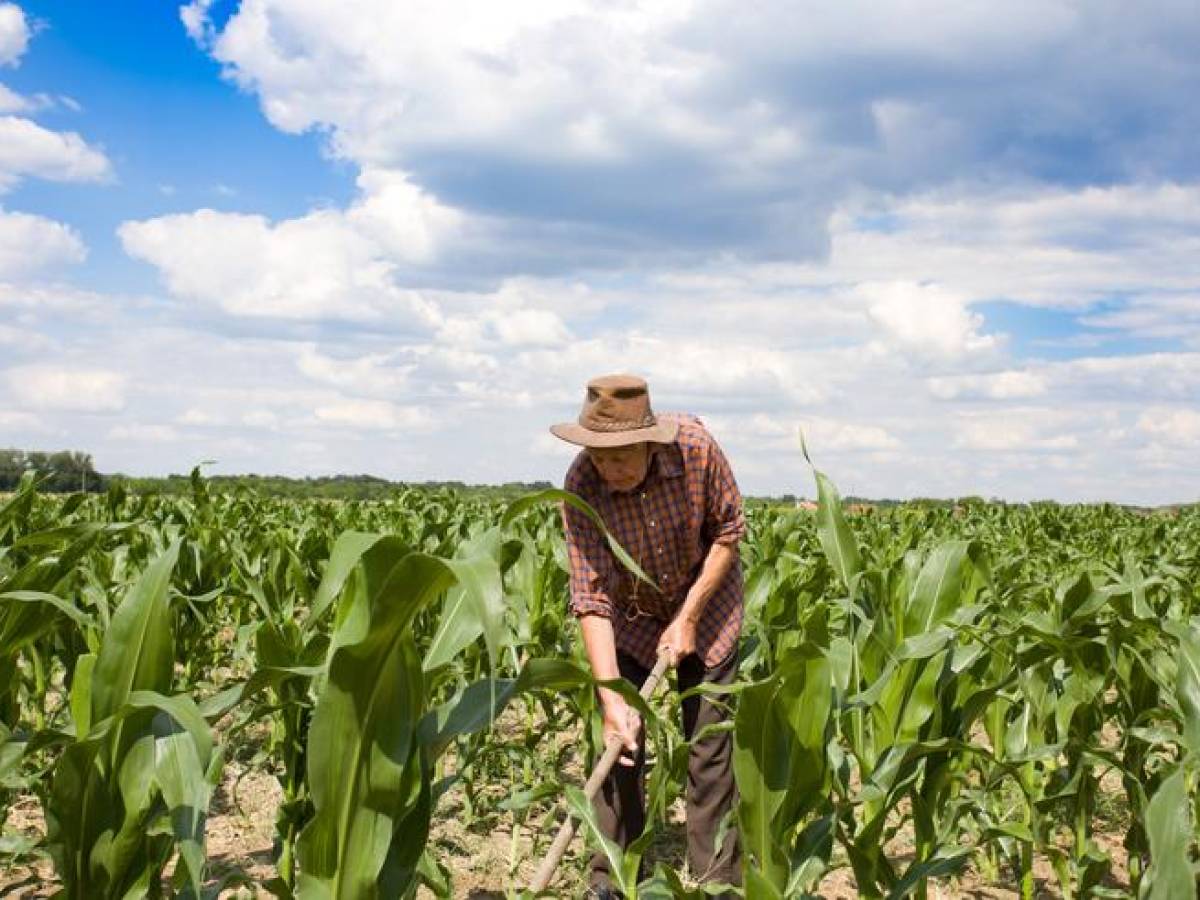 Actividad agrícola de Guatemala confirma un menor crecimiento en los últimos años