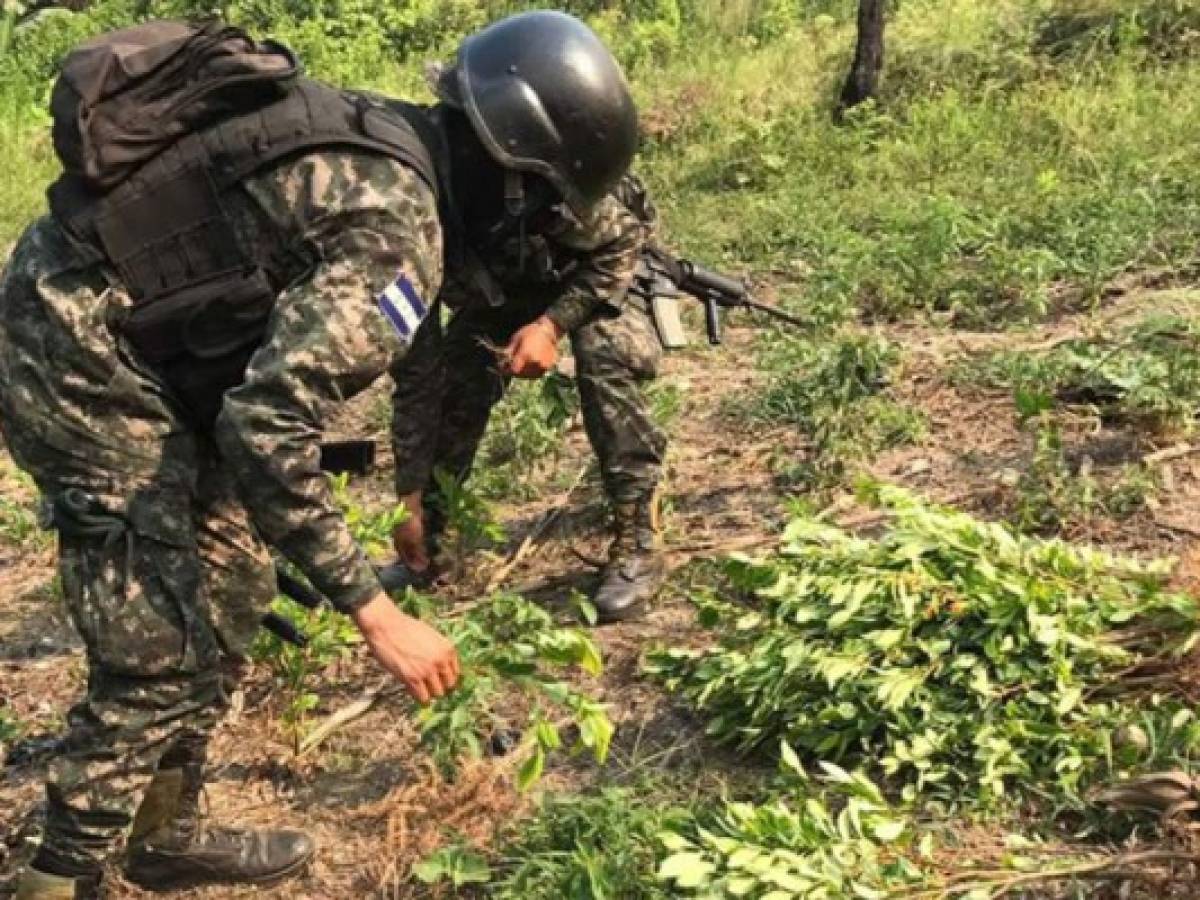 Honduras descubre plantación de coca