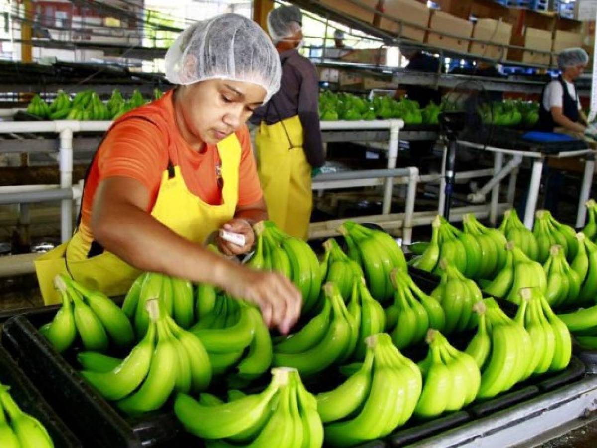 Honduras: banana y legumbres, estrellas de la exportación