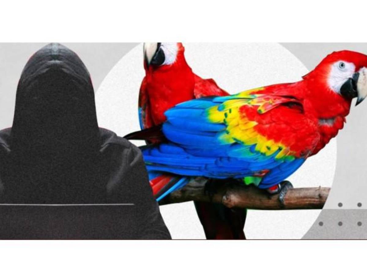 México fue el principal objetivo en las filtraciones de Guacamaya Leaks