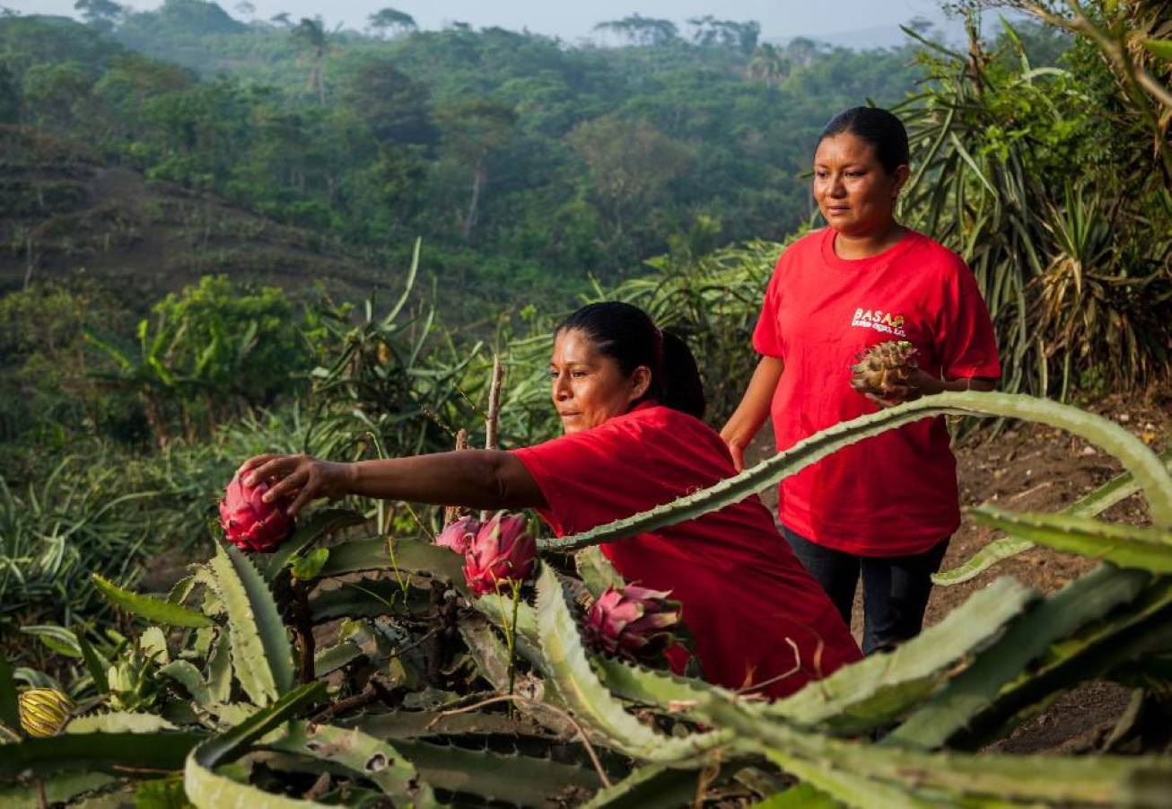 Sol Orgánica y Sol Simple: Pioneros en frutas orgánicas desde Nicaragua