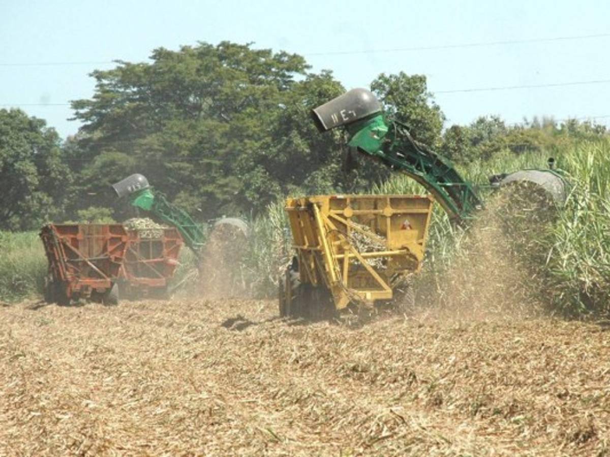 Nicaragua: El Niño causa bajón en zafra azucarera