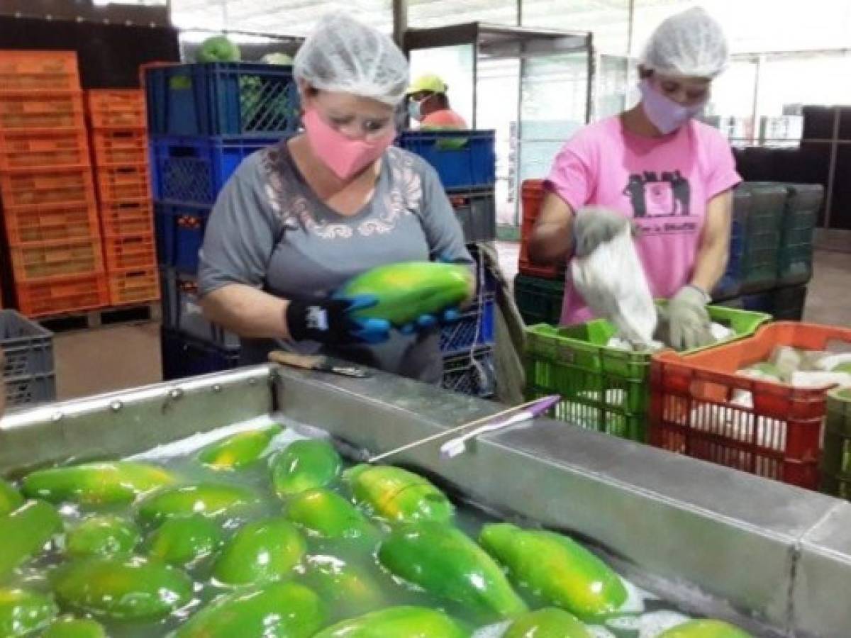 Panamá exportará 39 mil libras de papaya hacia Estados Unidos